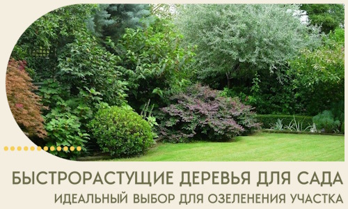 Быстрорастущие деревья для сада идеальный выбор в Щербинке