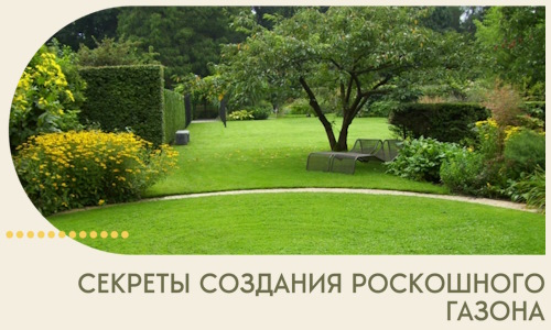 Секреты создания роскошного газона в Щербинке